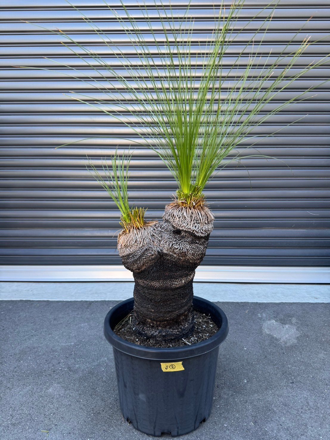 クサントロエア ジョンソニー | S ONE PLANTS