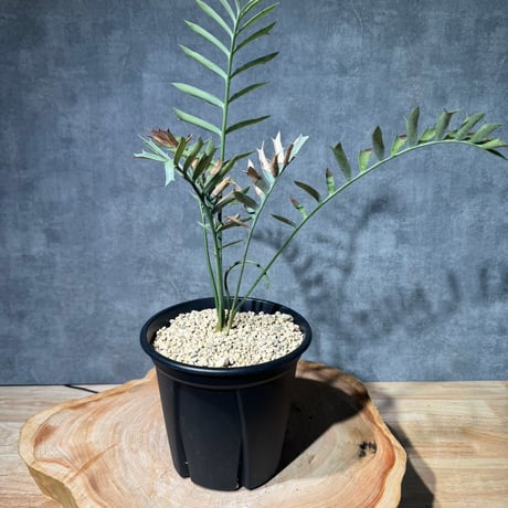 エンセファラルトスホリダス | STORES