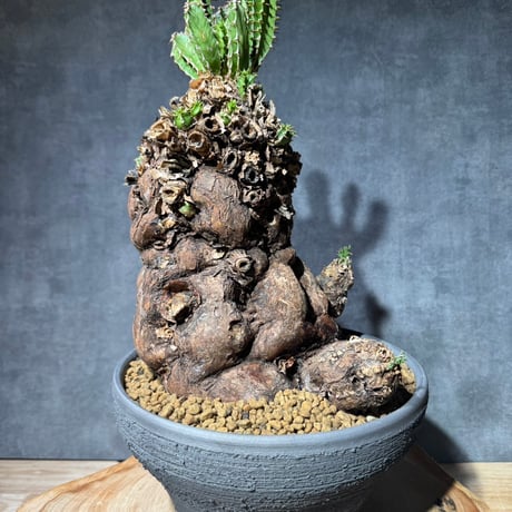 STORES 塊根植物の検索結果