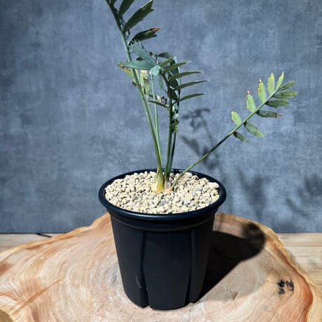 エンセファラルトスホリダス | STORES