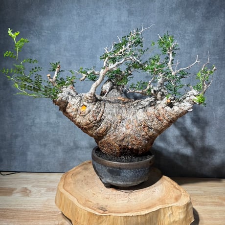 オペルクリカリアパキプス | STORES