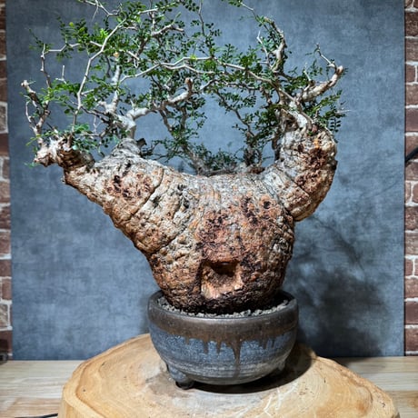 ITEM | S ONE PLANTS