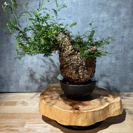 オペルクリカリアパキプス | STORES