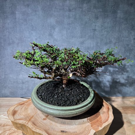 ITEM | S ONE PLANTS