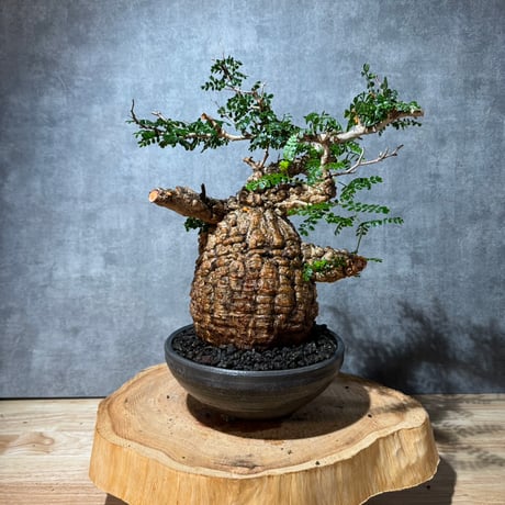 オペルクリカリアパキプス | STORES