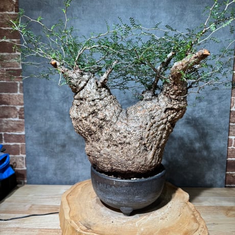 ITEM | S ONE PLANTS