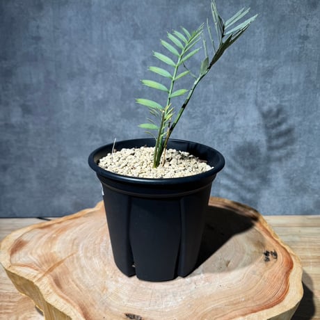 エンセファラルトス | STORES