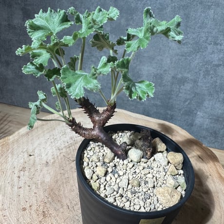 ペラルゴニウムミラビレ | STORES