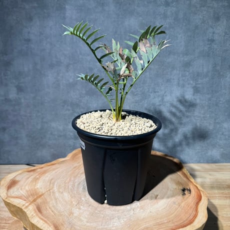 ホリダス | STORES