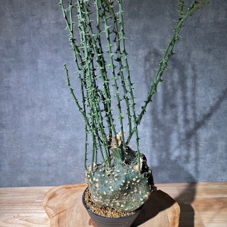 アデニアグロボーサ | STORES