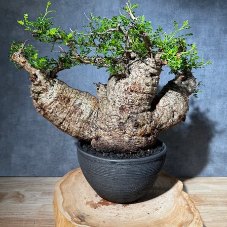 オペルクリカリアパキプス | STORES