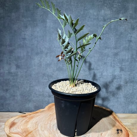 エンセファラルトス ホリダス 最強分頭 スーパーブルー 幹丸々 エンセファラルトス ホリダス 最強分頭 スーパーブルー 幹丸々 エン