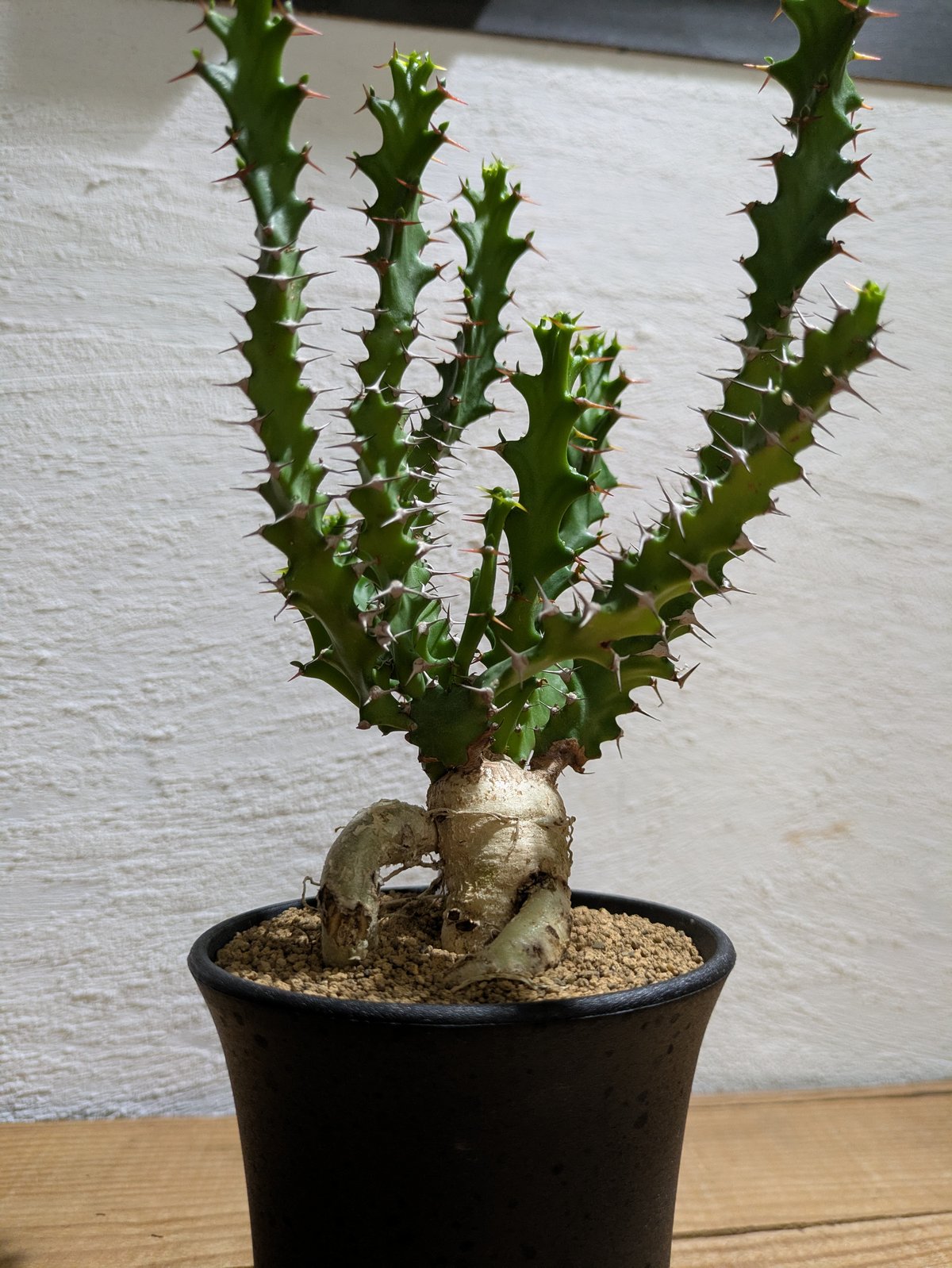 ユーフォルビア 奇怪ヶ島 スクアローサ 塊根 サボテン コーデックス