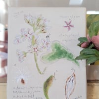 Pecou  (ペク)  キャンバス画「Metaplexis japonica」ガガイモ