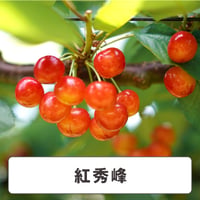 紅秀峰【 3箱 / 220g×2 】