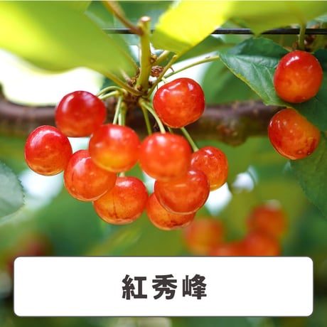 紅秀峰【 5箱 / 220g×2 】