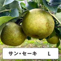サン・セーキ【 Lサイズ 】15kg  27〜39玉