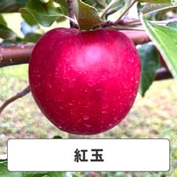 紅玉【 Mサイズ 】3kg  10玉前後