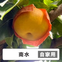 南水【 自家用 】5kg  10〜16玉