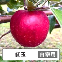 紅玉【 自家用 】5kg  15〜17玉