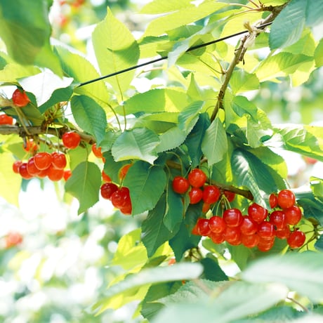 紅秀峰【 5箱 / 220g×2 】