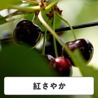 紅さやか【 4箱 / 220g×2 】
