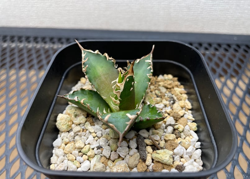 アガベ・チタノタ「赤猫（レッドキャットウィーズル）」裏棘・小型B