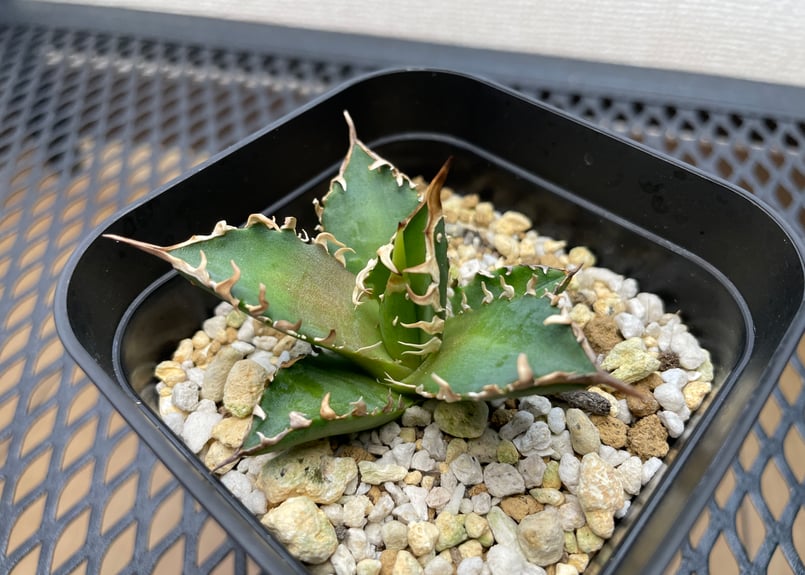 アガベ・チタノタ「赤猫（レッドキャットウィーズル）」裏棘・小型B