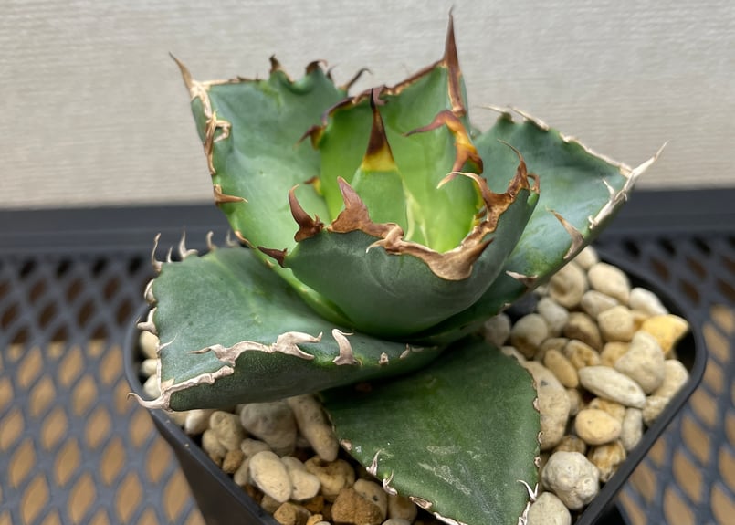 チタノタ「緑犀牛」チビから育成中 超美株 チタノタ「緑犀牛」チビから育成中 超美株