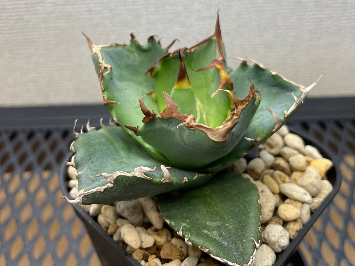 緑犀牛　アガベ チタノタ 巌龍 緑犀牛 アガベ チタノタ 巌龍 アガベ チタノタ 緑犀牛/ Dragon