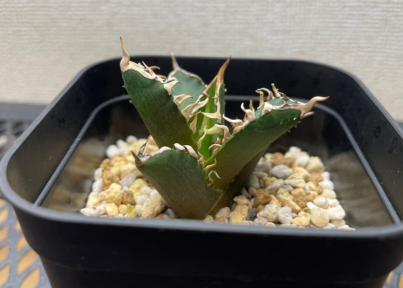 アガベ・チタノタ「赤猫（レッドキャットウィーズル）」裏棘・小型C