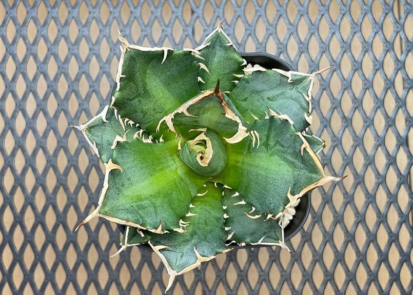 【最終値下げ】アガベ チタノタ 黒豹 ブラックパンサー 2108 【鉢のまま発送】 アガベ チタノタ 黒豹 ブラックパンサー - メルカリ