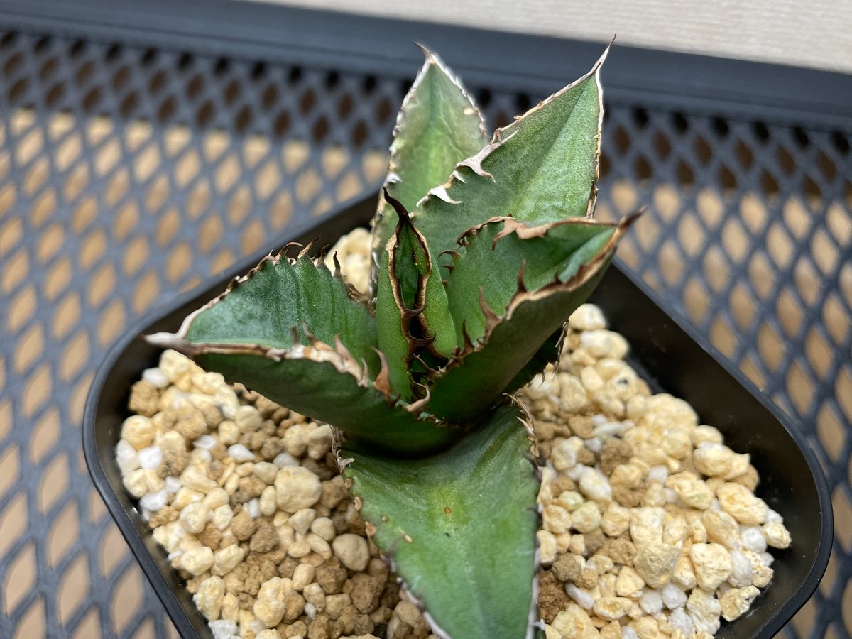 価格応相談 チタノタ「青叶幽霊」超青葉（白葉）の白幽霊 根無し 現物限り アガベ・チタノタ「白幽霊（ホワイトゴースト）」小型A 台湾輸入・発根