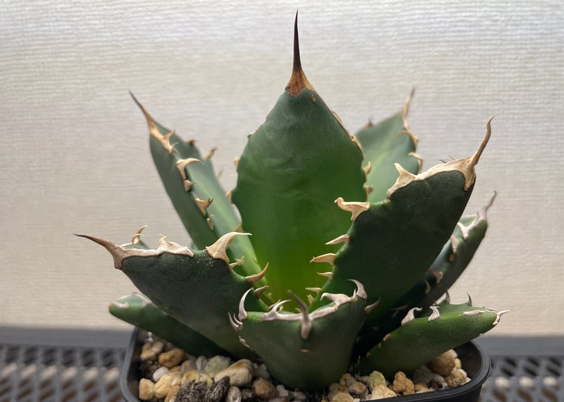 アガベ・チタノタ「黒豹（ブラックパンサー）」小型A 台湾輸入・発根済