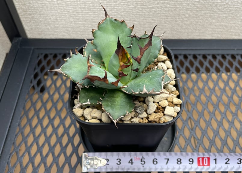 アガベ・チタノタ「姫厳龍（ひめげんりゅう）」小型B台湾輸入・発根済