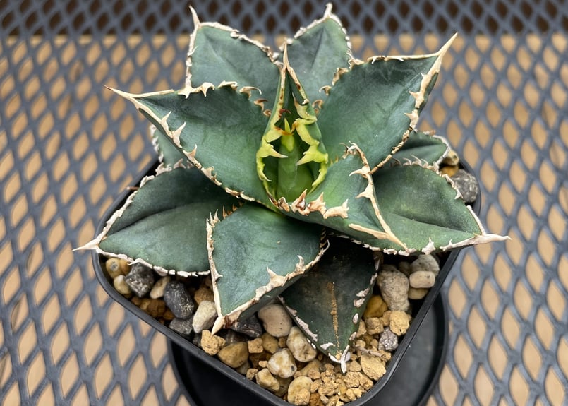 アガベ・チタノタ「狼人（Werewolf）」小型A台湾輸入・発根済 | アガベ