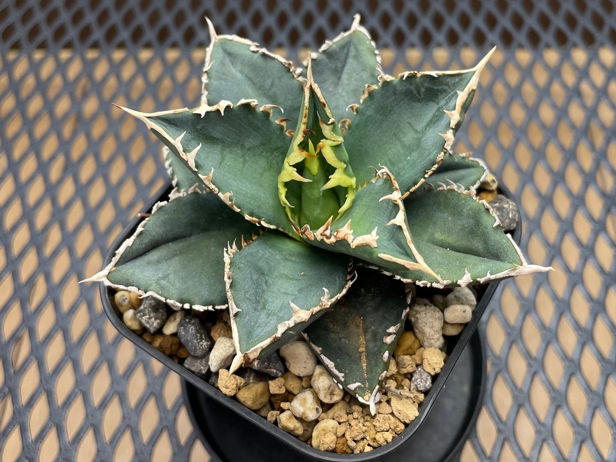 アガベ・チタノタ「狼人（Werewolf）」小型A台湾輸入・発根済 | アガベ