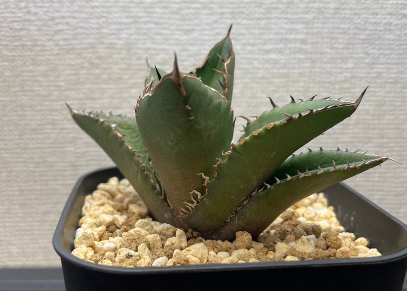 アガベ　白精霊 アガベ・チタノタ 白幽霊（芽）-007｜agave titanota white ghost