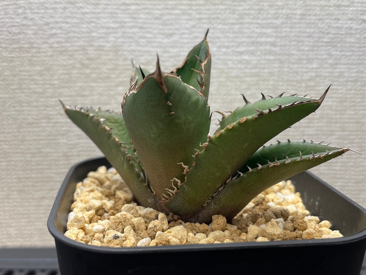 価格応相談 チタノタ「青叶幽霊」超青葉（白葉）の白幽霊 根無し 現物限り アガベ・チタノタ「白幽霊（ホワイトゴースト）」小型A 台湾輸入・発根