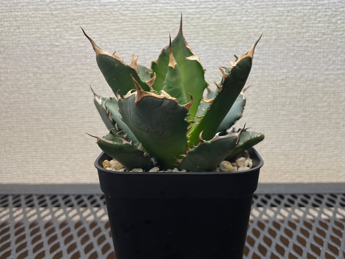 アガベ・チタノタ「黒豹（ブラックパンサー）」小型A 台湾輸入・発根済