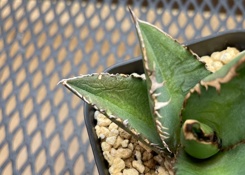 アガベ・チタノタ「白幽霊（ホワイトゴースト）」小型A 台湾輸入・発根