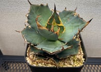 アガベ・チタノタ「緑犀牛（Green Rhino）」小型G 台湾輸入・発根済