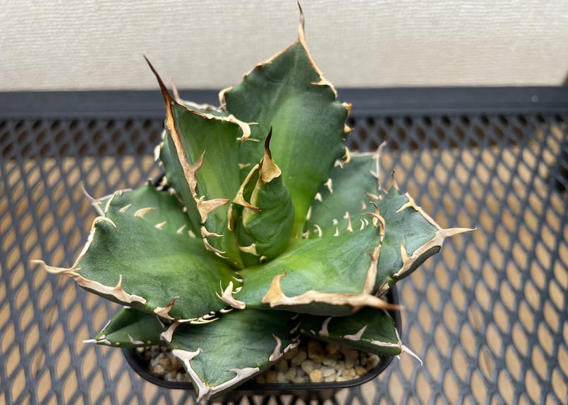 アガベ・チタノタ「黒豹（ブラックパンサー）」小型A 台湾輸入・発根済