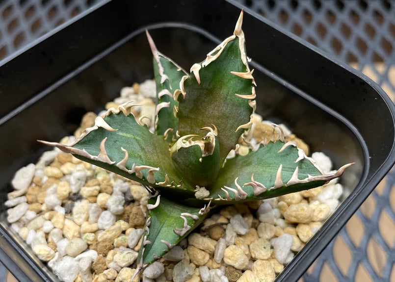 アガベ・チタノタ「赤猫（レッドキャットウィーズル）」裏棘・小型C