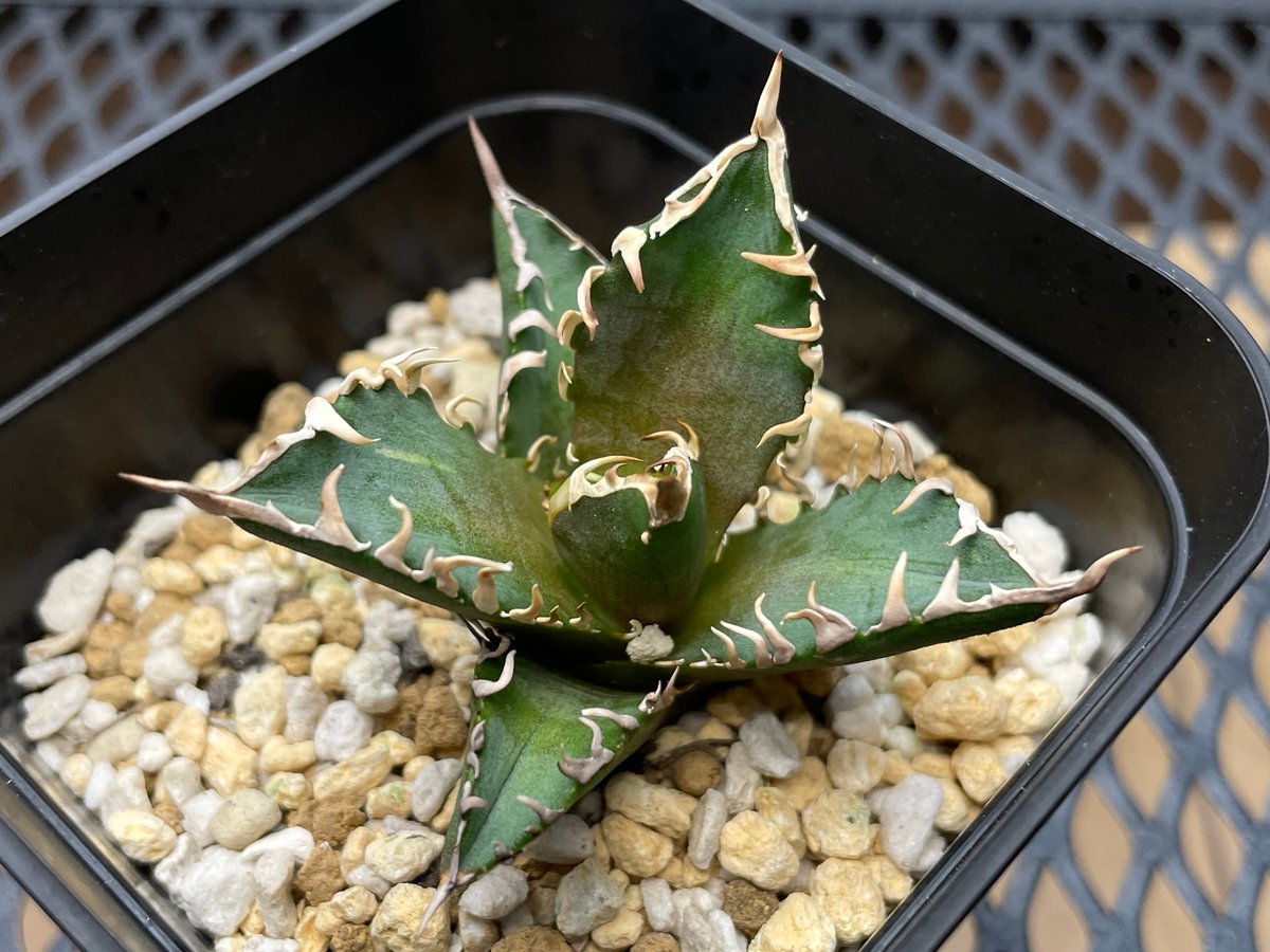 アガベ・チタノタ「赤猫（レッドキャットウィーズル）」裏棘・小型C