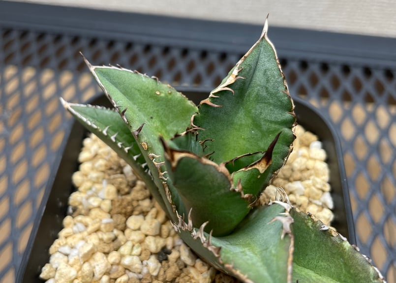 アガベ・チタノタ「白幽霊（ホワイトゴースト）」小型A 台湾輸入・発根