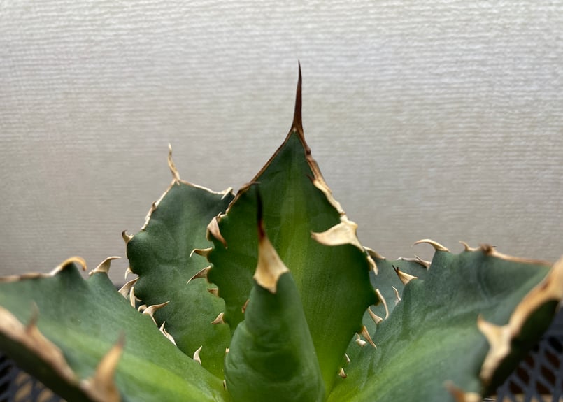 アガベ・チタノタ「黒豹（ブラックパンサー）」小型A 台湾輸入・発根済