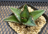 アガベ・チタノタ「緑犀牛（Green Rhino）」小型G 台湾輸入・発根済