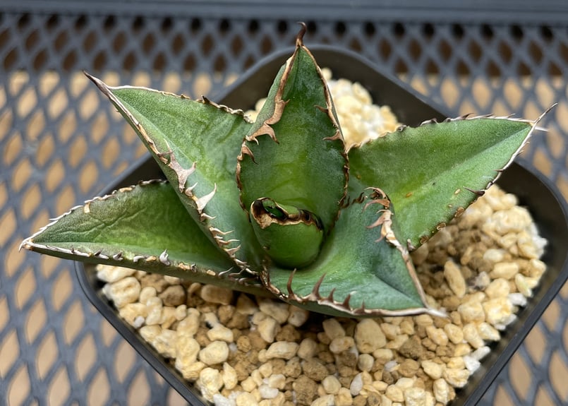 アガベ・チタノタ「白幽霊（ホワイトゴースト）」小型A 台湾輸入・発根