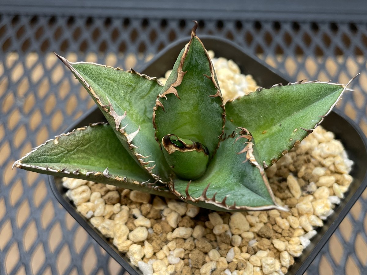 アガベ・チタノタ「白幽霊（ホワイトゴースト）」小型A 台湾輸入・発根